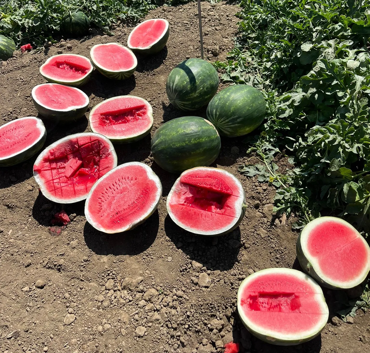 Watermelons cut open in a paddock during field trials