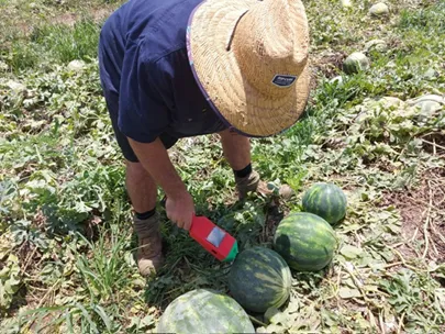 A grower in a straw hat bending over a watermelon in the field, holding the red SMART tap device against the fruit.